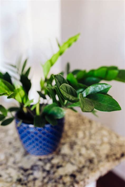 Best Indoor Plants For Beginners