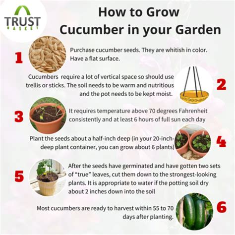 Find out how to grow your own cucumbers this year. Quick Tips For Growing Cucumbers in Your Garden - TrustBasket