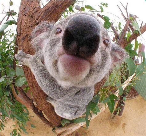 El Koala Más Gracioso Del Mundo Risa Sin Más