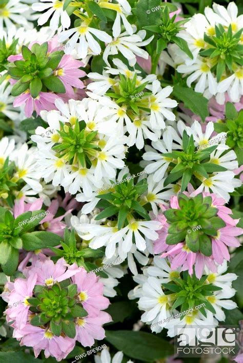 Scaevola Aemula Bombay Pink And White Stock Photo Picture And