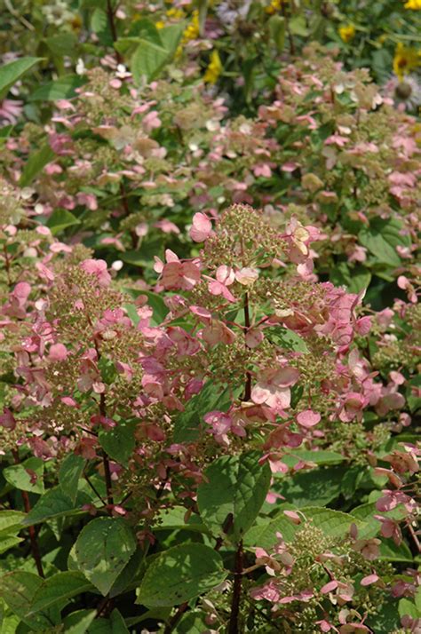 Bare root plants should then be planted into a shallow hole. Fire And Ice Hydrangea (Hydrangea paniculata 'Wim's Red ...