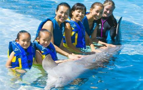 Dolphin Encounter Non Swim Oahu Hawaii 808 442 6459