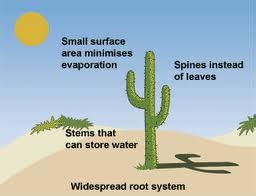 Both plants and cacti begin their life as seeds, taking several weeks often the growth of cacti can take several weeks; parts of a cactus plant worksheet - Google Search | Cactus ...