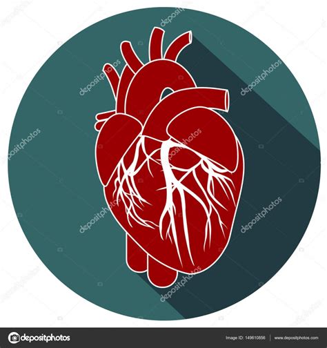 Human Heart Anatomy Stock Vector By ©leonardo255 149610856