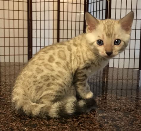 One Of Our Snow Bengal Kittens See More At
