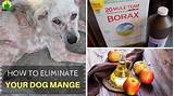 Pictures of Free Home Remedies For Mange In Dogs