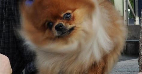 Ridiculously Photogenic Dog Imgur
