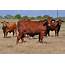 Crossbreeding With Beefmaster Cattle  Texas Landowners Association
