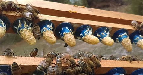 Jcs Bee Blog Jcs Queen Rearing Seriesa Guide To Raising Your Own