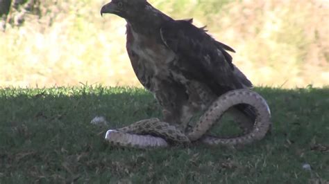 The Fierce Fight Between Eagle And Snake Youtube