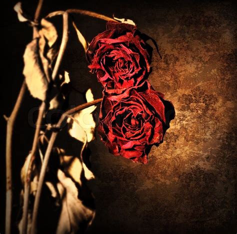 Grunge Wilted Roses Over Abstract Dark Stock Image Colourbox