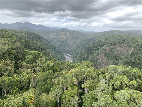 Daintree Rainforest Cairns Australia 🇦🇺 Daintree Rainforest Cairns