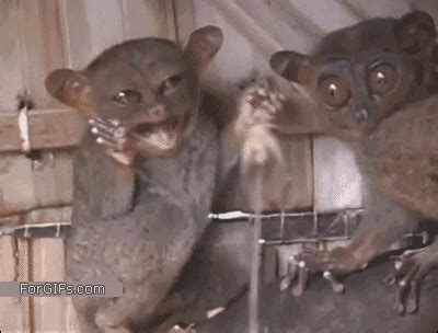 The reaction must not be in response to something that happens within the gif, or it is considered a scene. for example Funny animal gifs - part 107 (10 gifs) | Amazing Creatures