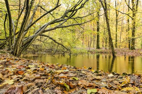 Pond In An Autumn Forest Stock Image Image Of Brown 163633349