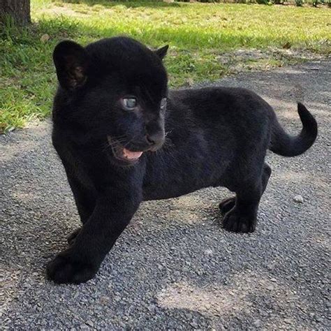 Black Panther Pet For Sale Wild Animals And Pets