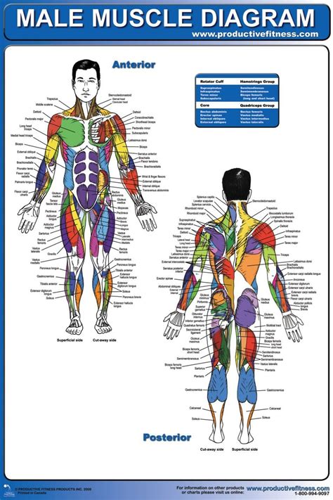 Human internal organs and muscle cells. muscle diagram - Free Large Images