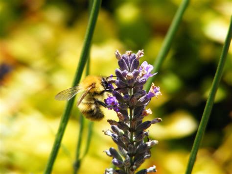 Bee On Lavender Plant Photography Photography Bee