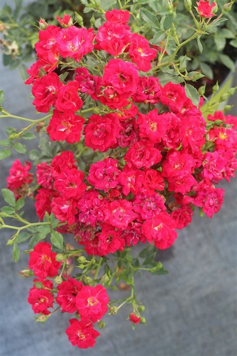 Shop Red Drift Rose Buy Rose Bushes Online Perfect Plants