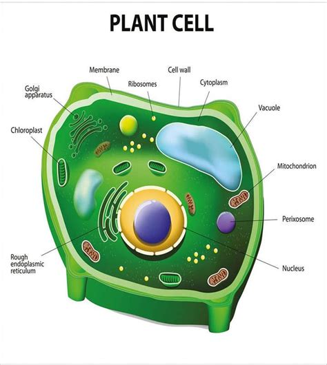 Celula Eucariota Vegetal Y Sus Partes Odica