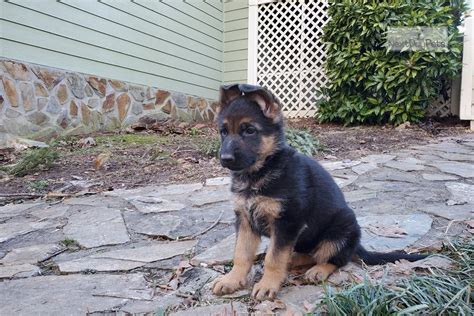 Rosie German Shepherd Puppy For Sale Near Atlanta Georgia A2d105ff