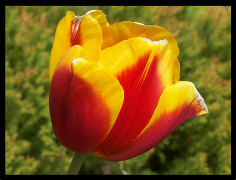 Tulipano Rosso e Giallo - Red & Yellow Tulip | Celeste Messina | Flickr