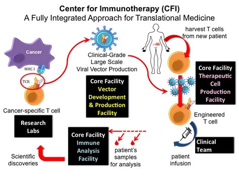 How Immunotherapy Works Roswell Park Cancer Institute