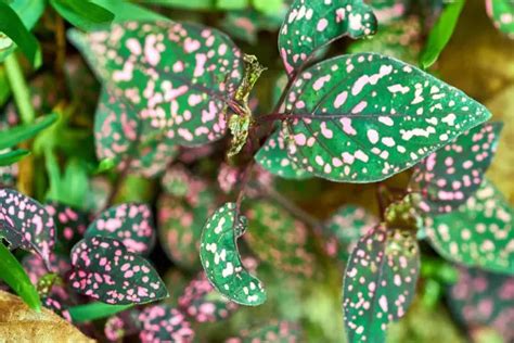 Types Of Polka Dot Plants Care Tips Included Unassaggio