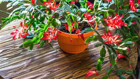 How To Propagate And Plant Christmas Cactus Cuttings Garden İdeas
