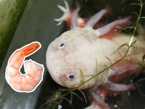 Can Axolotls Eat Live Mealworms Rankiing Wiki Facts Films Séries