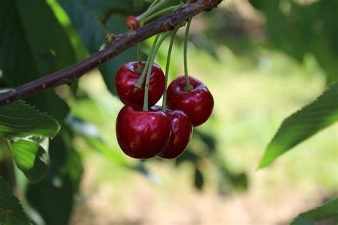 Benton Cherry Tree Pollination Arad Branding