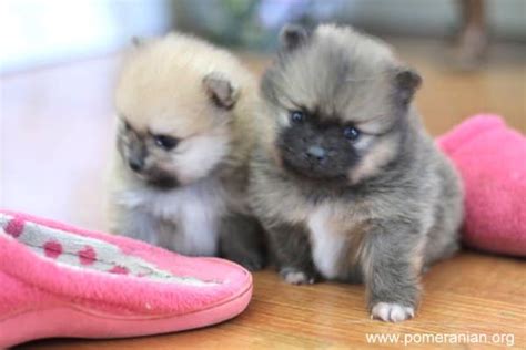 Find pomeranian in dogs & puppies for rehoming | 🐶 find dogs and puppies locally for sale or adoption in ontario : What is the Normal Pomeranian Price?