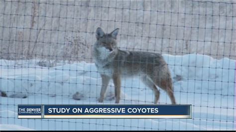 Study On Aggressive Coyotes Youtube