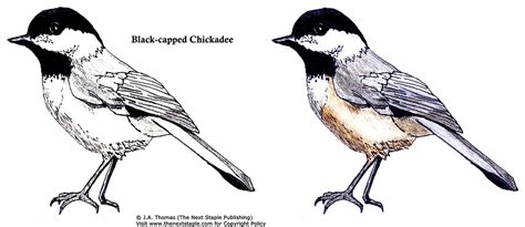 To share this activity page, please provide a link to this webpage. Oregon Bird Coloring Book Pages - GLEN'S GIZMOS