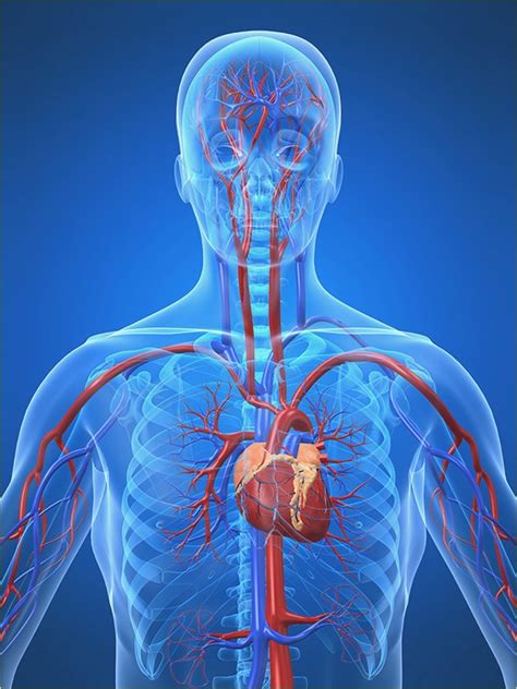 Arteria Aorta ¿qué Es Anatomía Función Recorrido Ubicación Y Más
