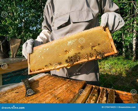 Male Beekeeper Working In His Apiary On A Bee Farm Beekeeping Concept