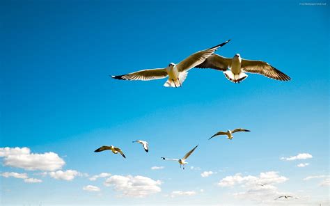 Wallpaper Birds Animals Sea Sky Seagulls Flight Pelican Gull