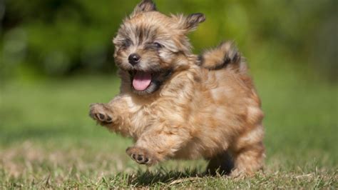 20 Popular And Cute Small Dog Breeds Sheknows