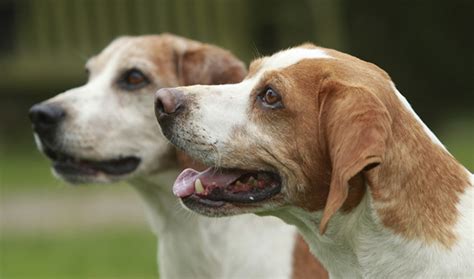 beagle dog full grown