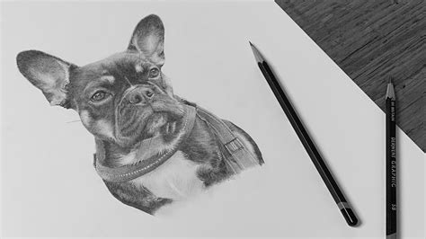 Dog Drawings In Pencil Jonny Atkinson Art