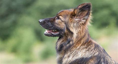 Sable German Shepherd 2024 Breed Sable Colored Gsd Dog And Puppies