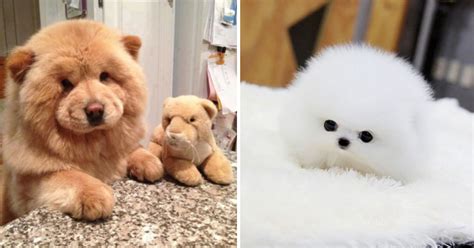 33 Adorably Chubby Puppies That Look Just Like Teddy Bears Pulptastic