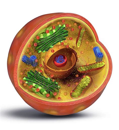 Animal Cell Structure Photograph By Claus Lunauscience Photo Library