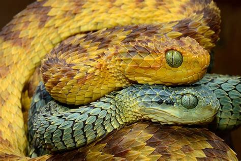 Two Colorful African Bush Vipers African Bush Viper Poisonous Snakes