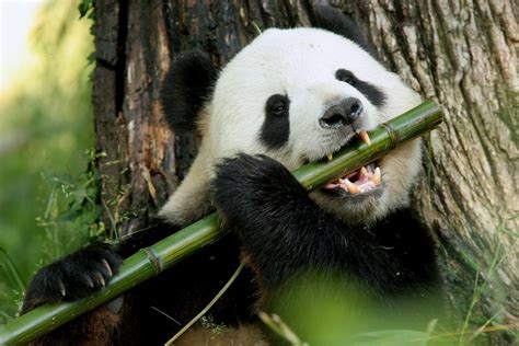 Los Pandas Llevan Comiendo Bambú Desde Hace 6 Millones De Años