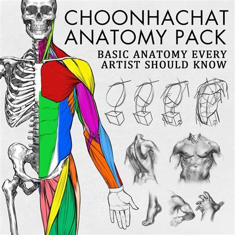 Anatomy Pack Basic Anatomy Every Artist Should Know Dylan Choonhachat