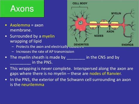 Nerve Physiology