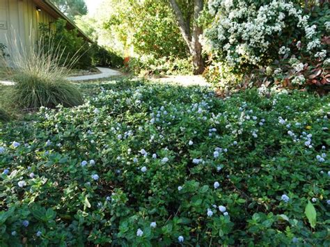 California Native Drought Resistant Ground Cover