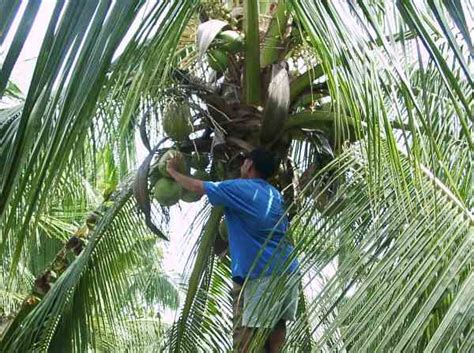 Coconut Farmers In Davao Begin 71 Day March To Malacañan Palace Coconuts