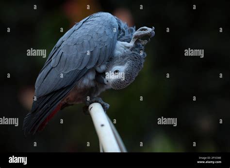 African Grey Parrot Stock Photo Alamy