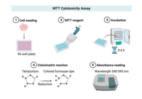 Mtt Assay Protocol For Cell Viability And Proliferation